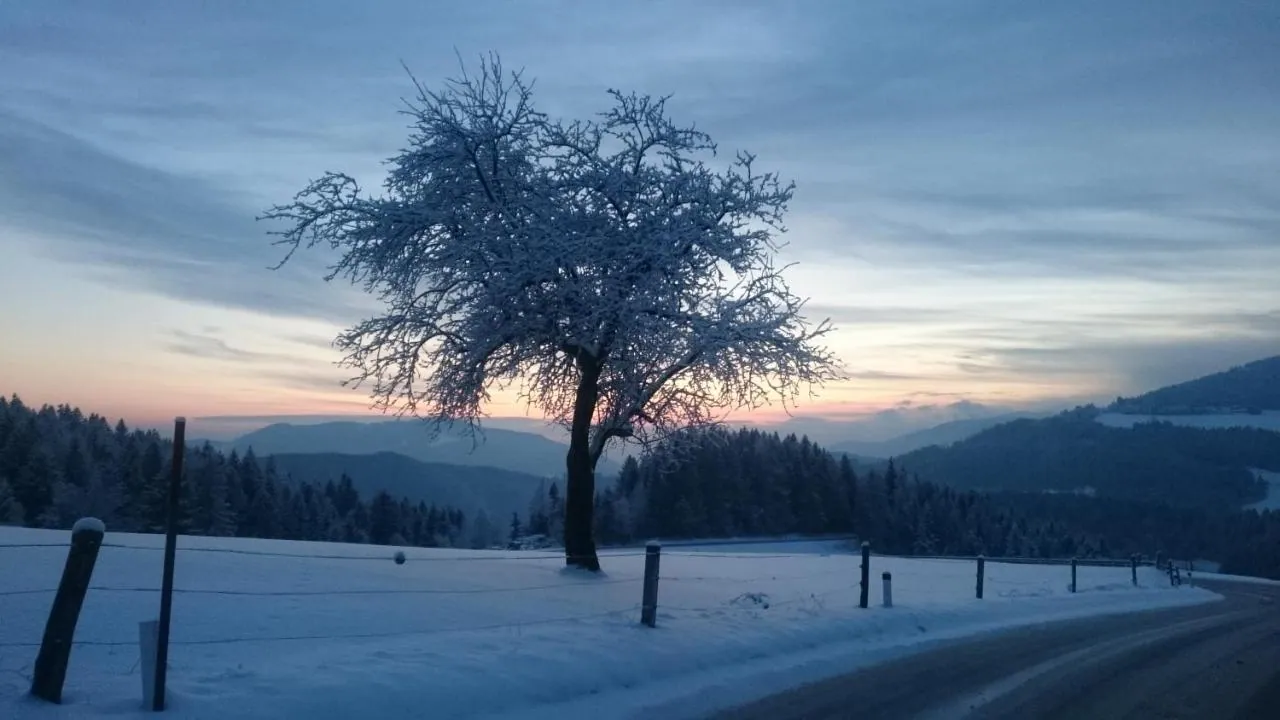 Zasneženo drevo nad dolino pozimi
